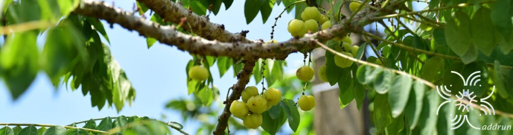 มะยม Phyllanthus acidus (L.) Skeels