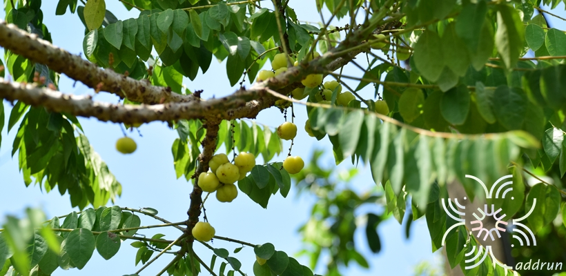 มะยม Phyllanthus acidus (L.) Skeels