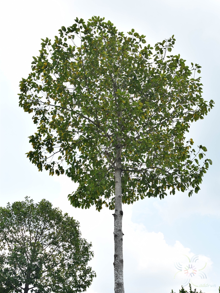 ยางนา Dipterocarpus alatus Roxb. ex G.Don