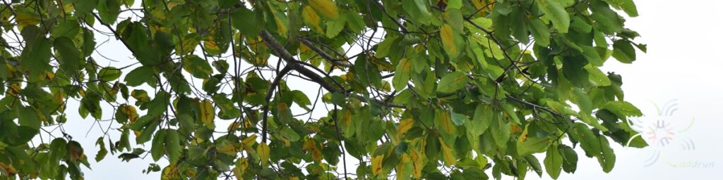 ยางนา Dipterocarpus alatus Roxb. ex G.Don