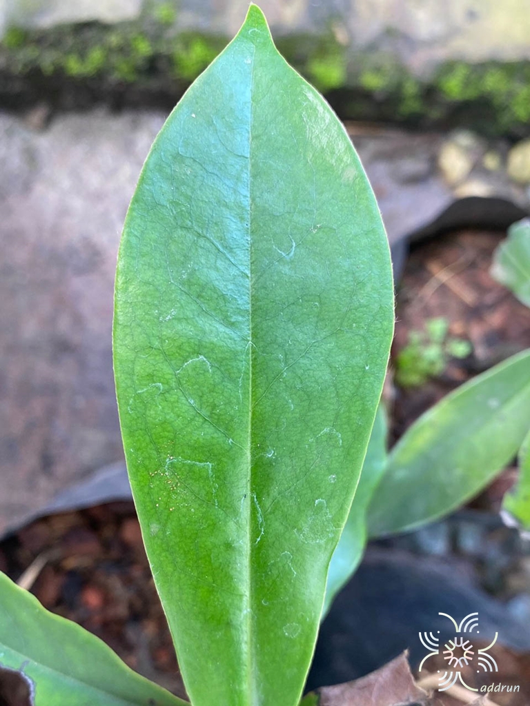 มะริด Diospyros discolor Willd.
