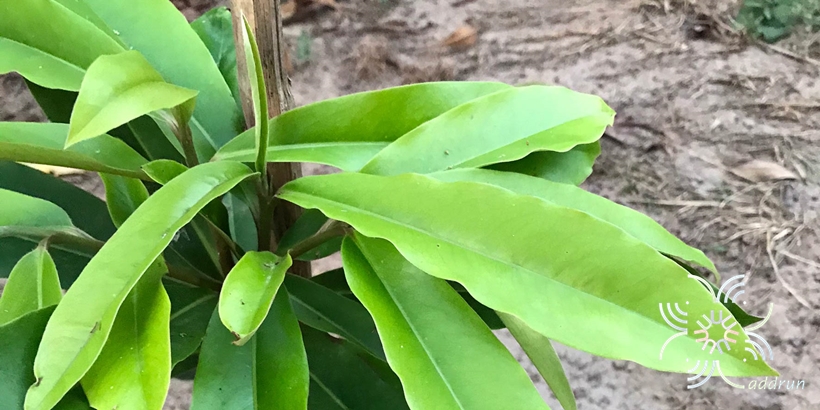 มะริด Diospyros discolor Willd.
