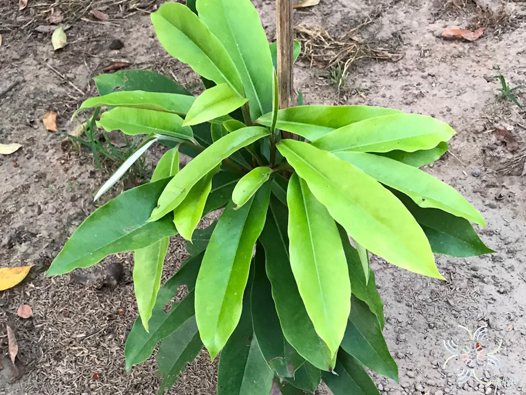 มะริด Diospyros discolor Willd.