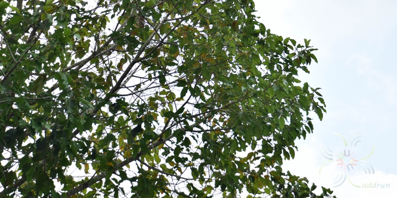 ยางนา Dipterocarpus alatus Roxb. ex G.Don