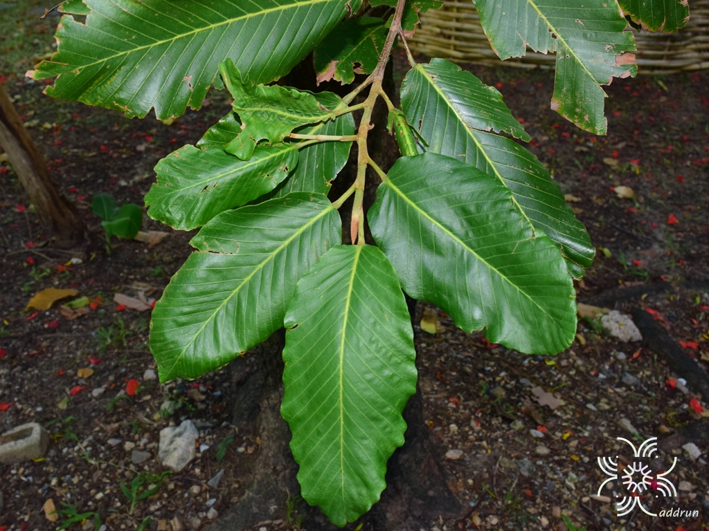 ยางนา Dipterocarpus alatus Roxb. ex G.Don