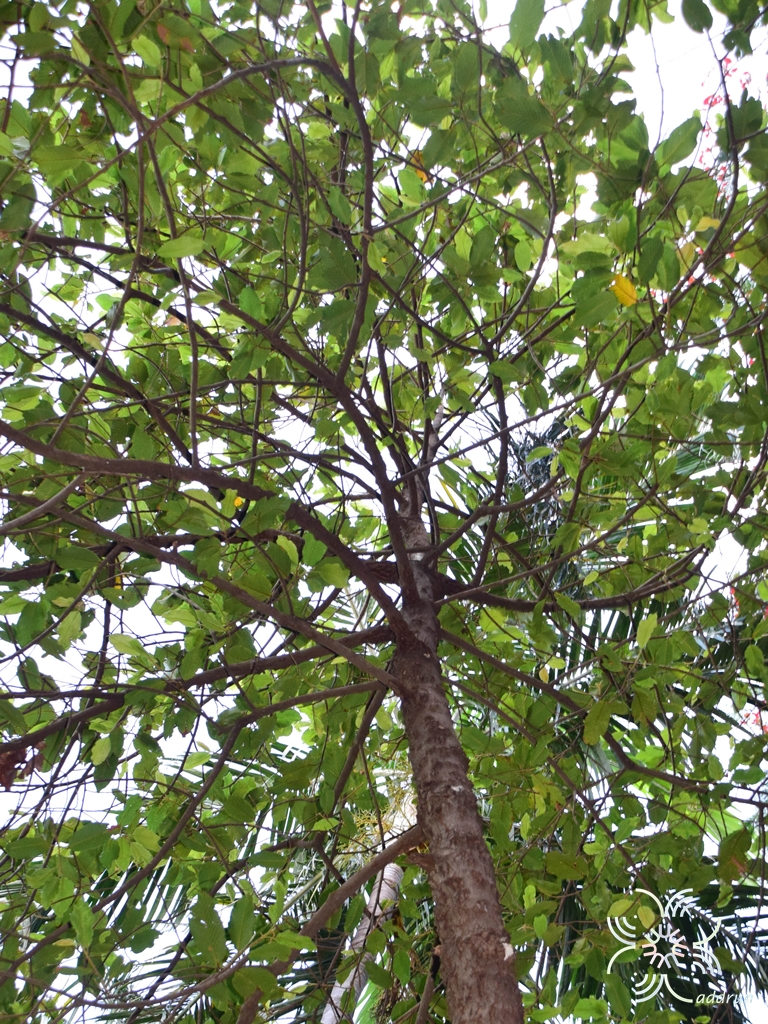 ยางนา Dipterocarpus alatus Roxb. ex G.Don