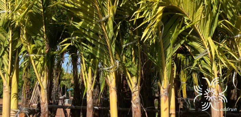 หมาก Areca catechu L.
