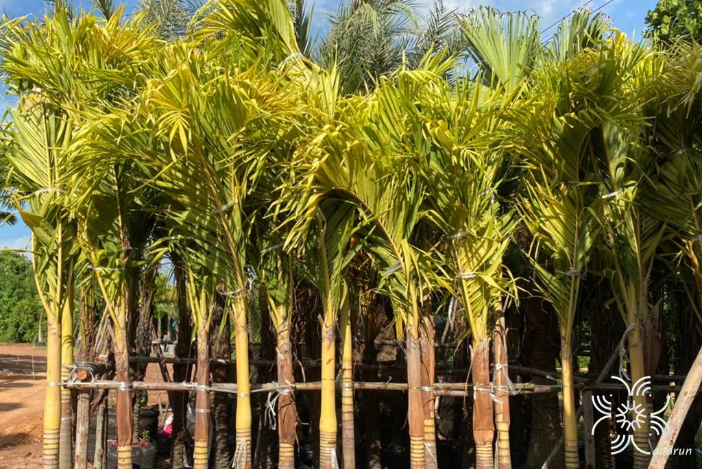 หมาก Areca catechu L.