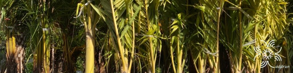 หมาก Areca catechu L.