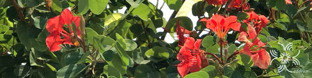กาหลงแดง Bauhinia galpinii N.E.Br.