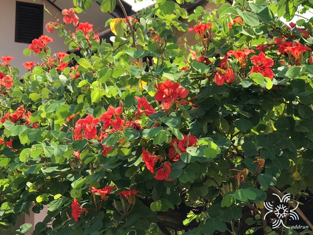 กาหลงแดง Bauhinia galpinii N.E.Br.