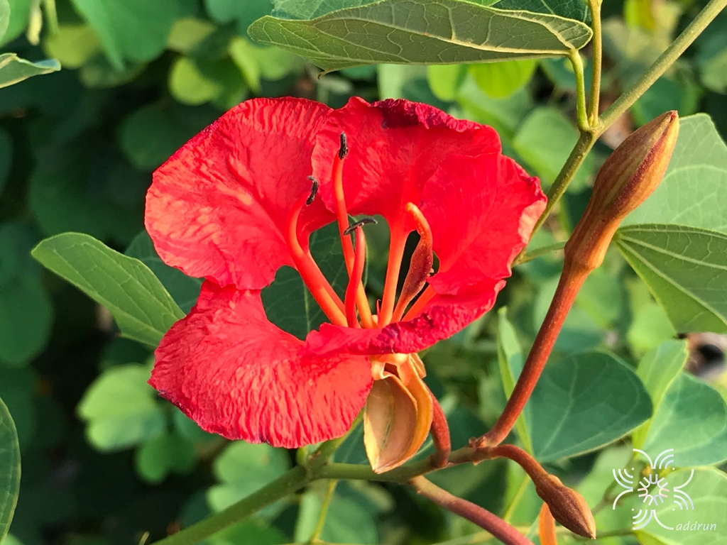 กาหลงแดง Bauhinia galpinii N.E.Br.