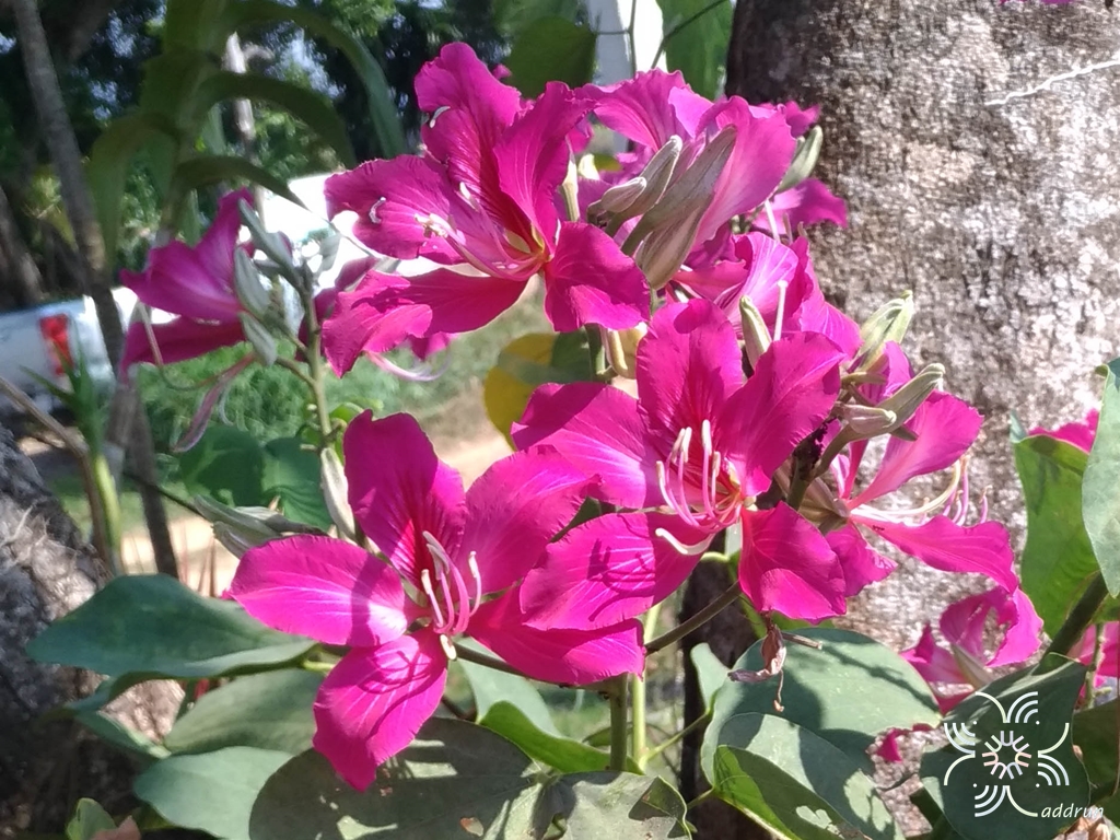 ชงโคฮอลแลนด์ Bauhinia × blakeana Dunn