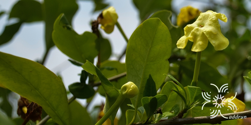 พุดตะแคง Brunfelsia americana L.