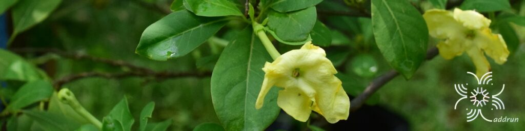 พุดตะแคง Brunfelsia americana L.