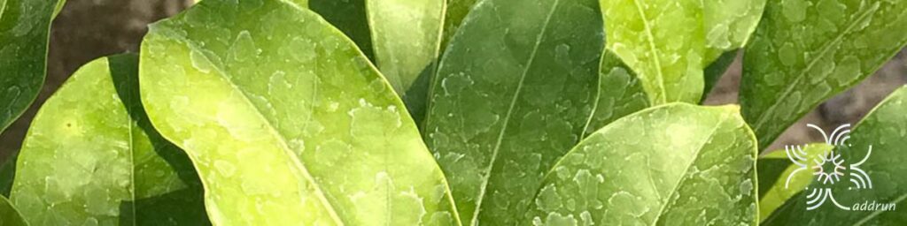 เทพธาโร Cinnamomum parthenoxylon (Jack) Meisn.
