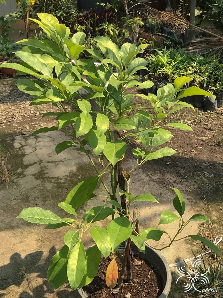เทพธาโร Cinnamomum parthenoxylon (Jack) Meisn.