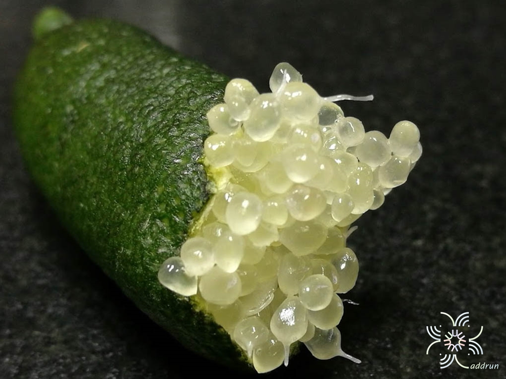 มะนาวนิ้วมือ Citrus australasica F.Muell.