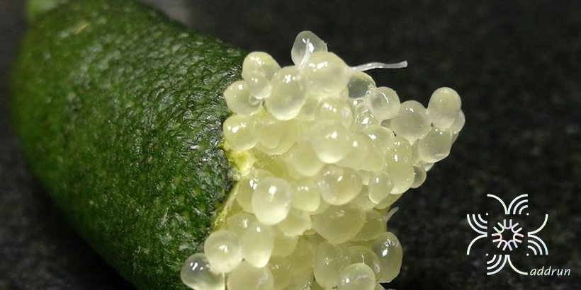 มะนาวนิ้วมือ Citrus australasica F.Muell.