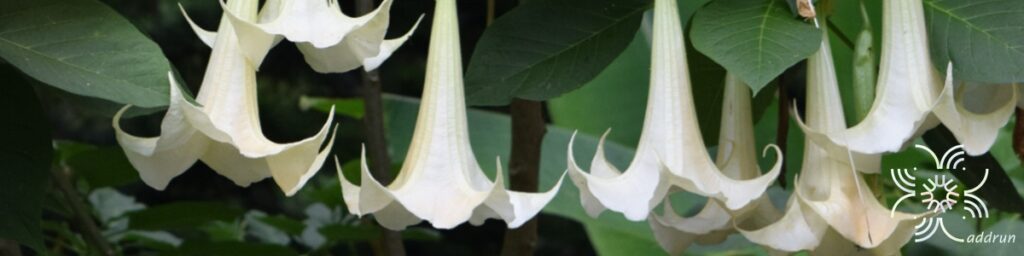 ลำโพง Datura metel L.