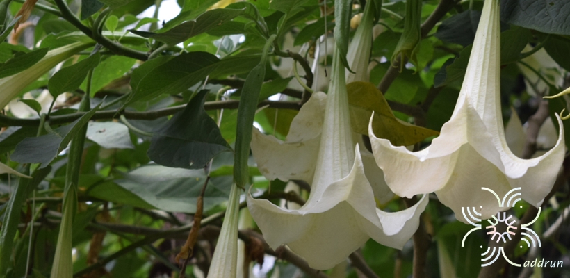 ลำโพง Datura metel L.