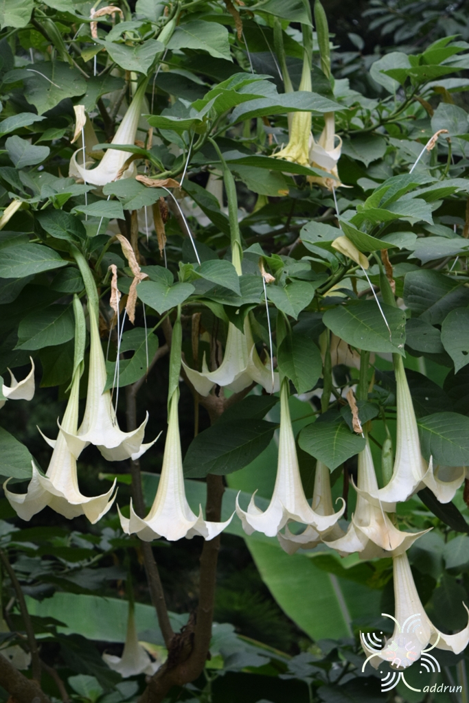 ลำโพง Datura metel L.