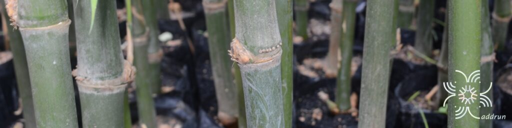 ไผ่ตงหวาน Dendrocalamus asper (Schult.) Backer