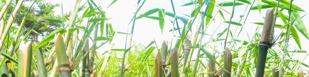 ไผ่ตงหวาน Dendrocalamus asper (Schult.) Backer