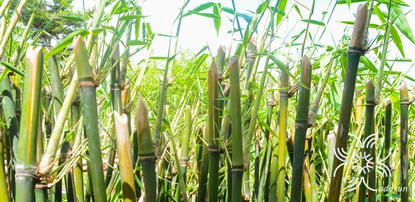 ไผ่ตงหวาน Dendrocalamus asper (Schult.) Backer