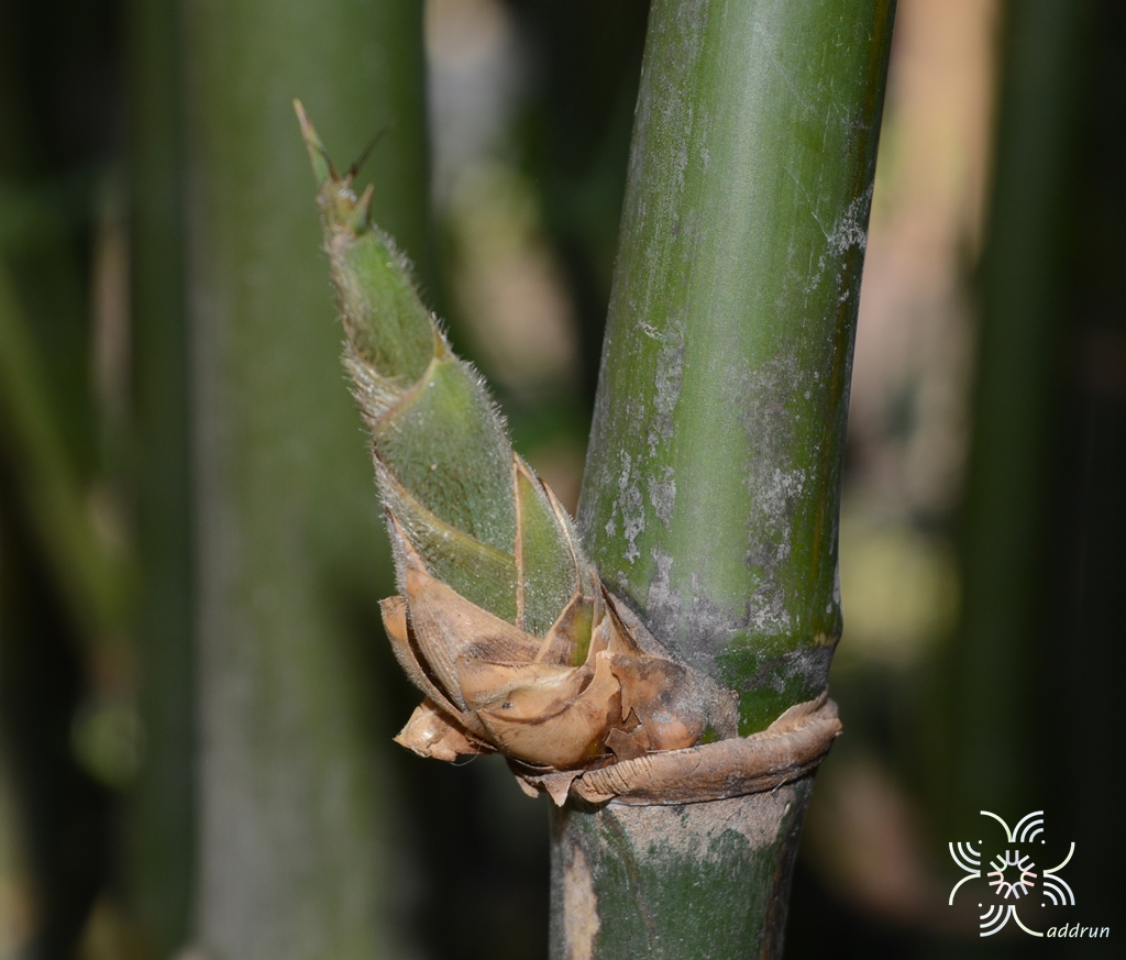 ไผ่ตงหวาน Dendrocalamus asper (Schult.) Backer