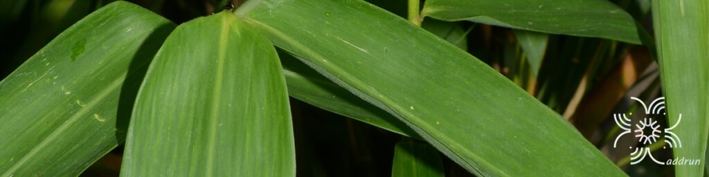 ไผ่ตงปราจีน Dendrocalamus asper (Schult.) Backer