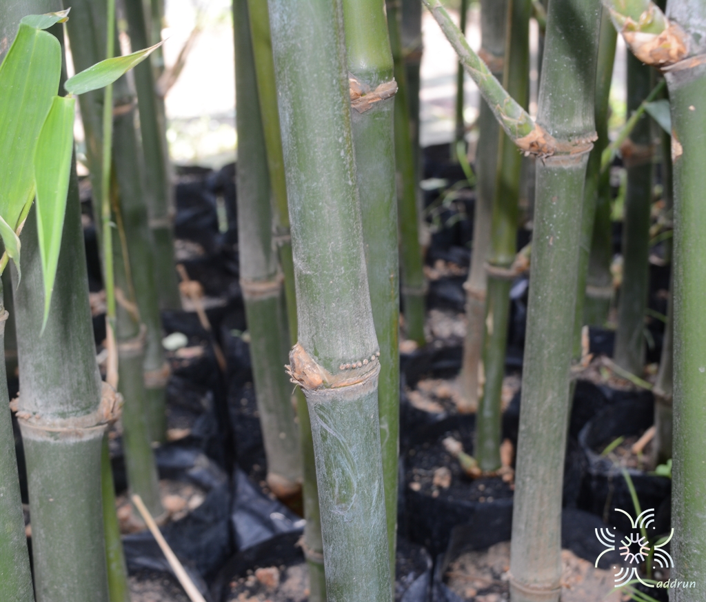 ไผ่ตงหวาน Dendrocalamus asper (Schult.) Backer