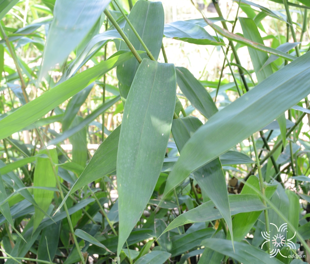 ไผ่ตงปราจีน Dendrocalamus asper (Schult.) Backer