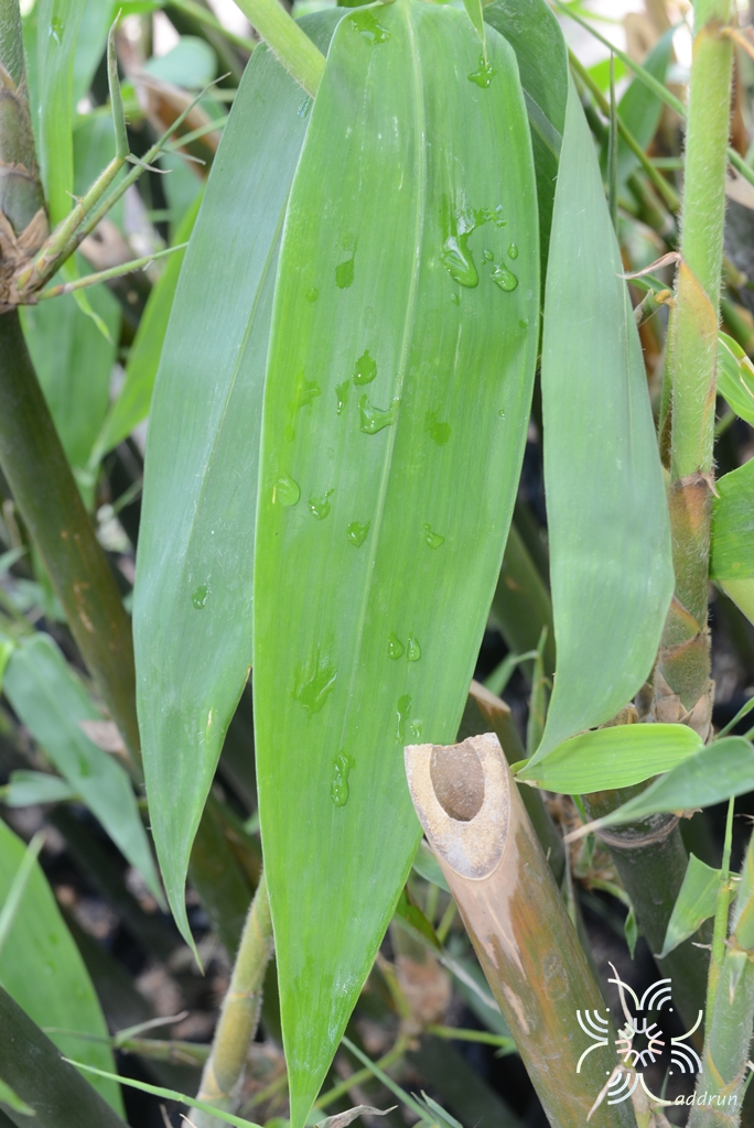 ไผ่ตงหวาน Dendrocalamus asper (Schult.) Backer