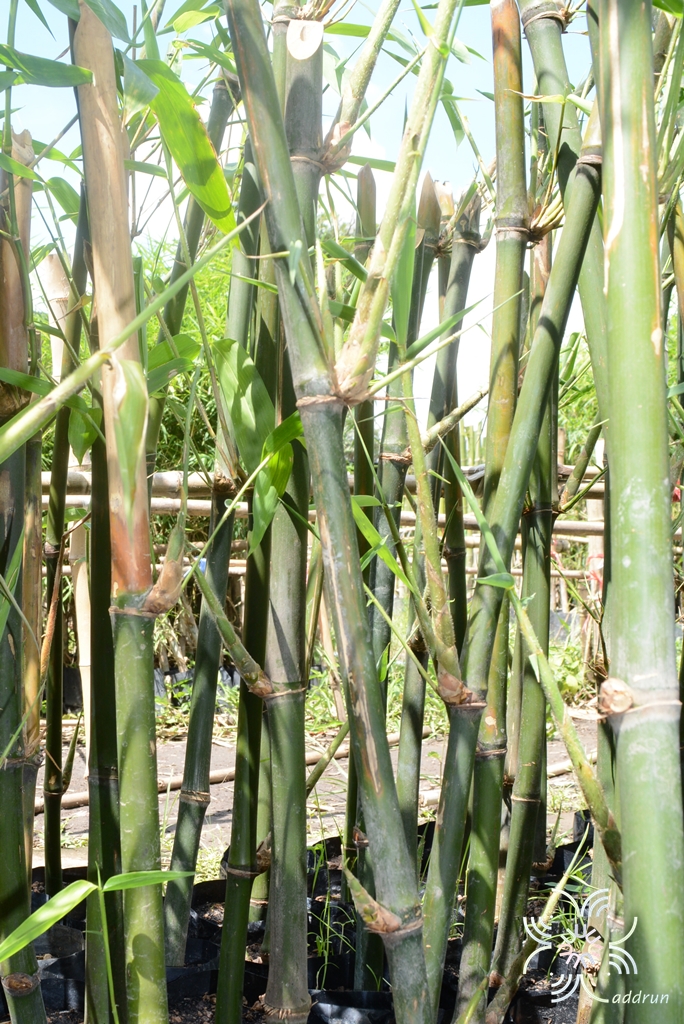 ไผ่ตงหวาน Dendrocalamus asper (Schult.) Backer