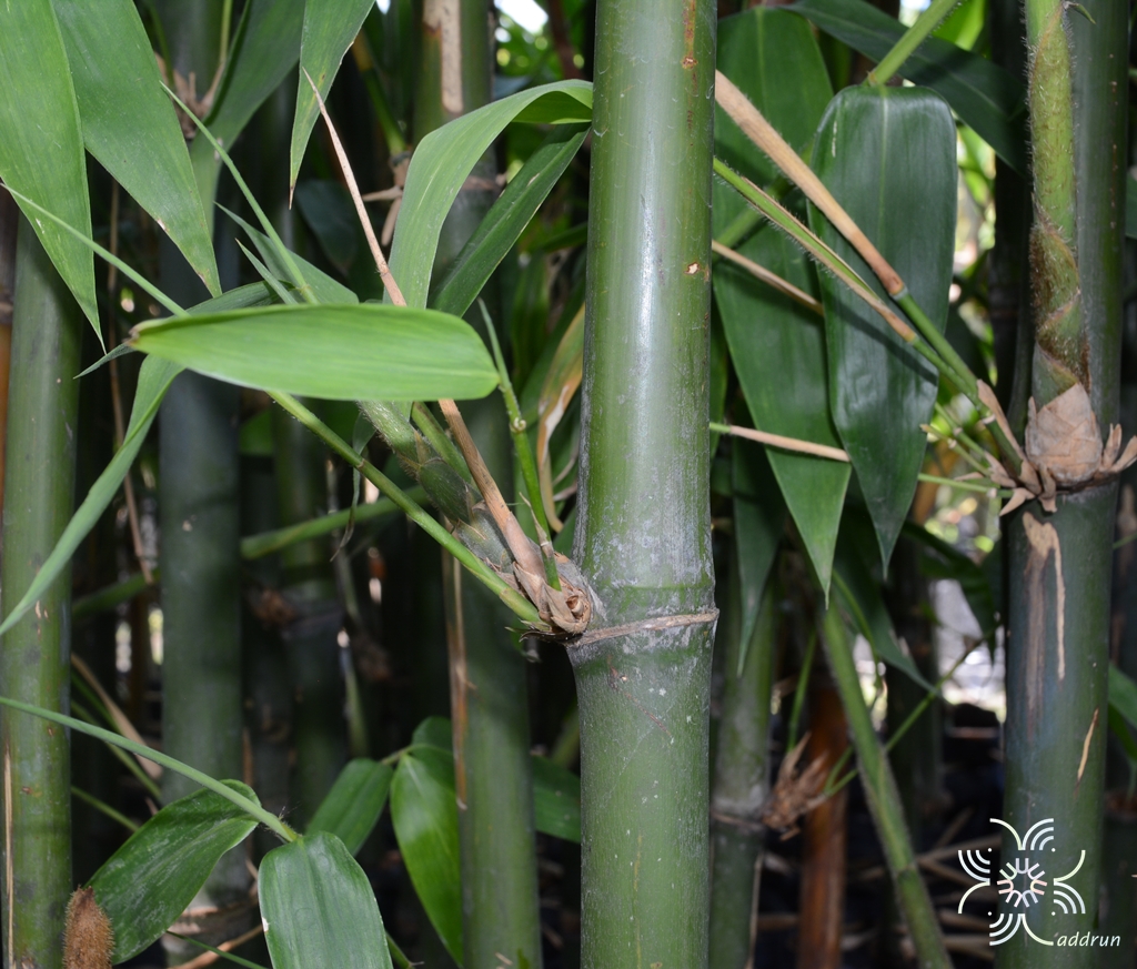 ไผ่ตงปราจีน Dendrocalamus asper (Schult.) Backer