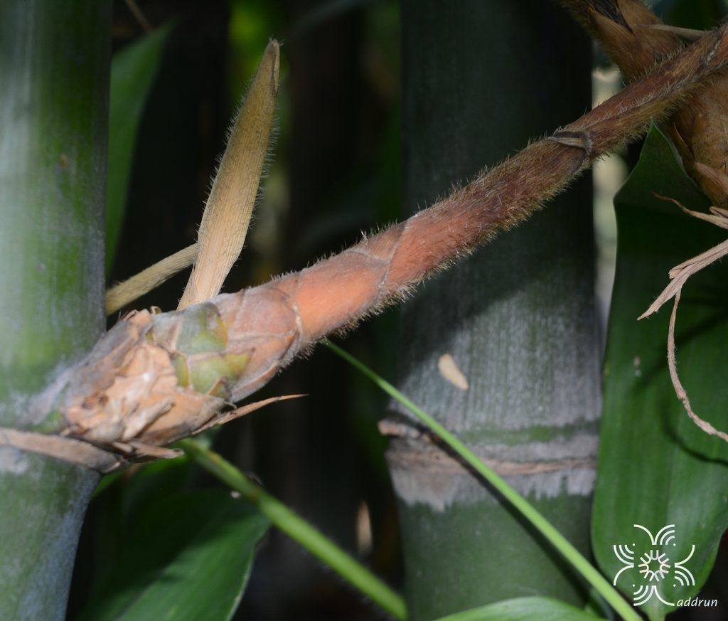 ไผ่ตงปราจีน Dendrocalamus asper (Schult.) Backer