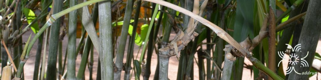ไผ่เป๊าะ Dendrocalamus giganteus Munro