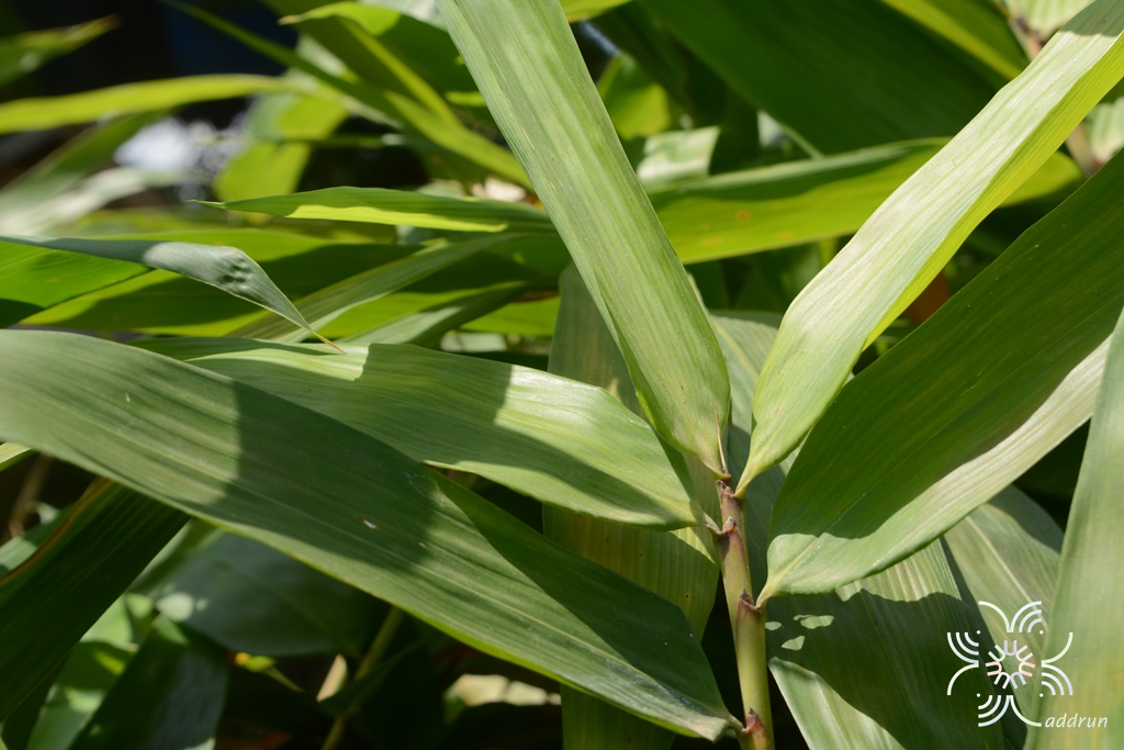 ไผ่เป๊าะ Dendrocalamus giganteus Munro