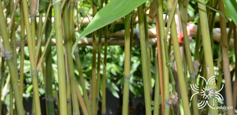 ไผ่เป๊าะ Dendrocalamus giganteus Munro