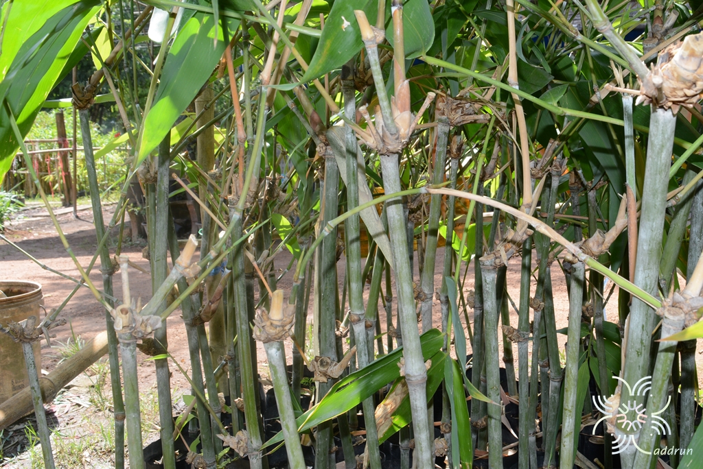 ไผ่เป๊าะ Dendrocalamus giganteus Munro