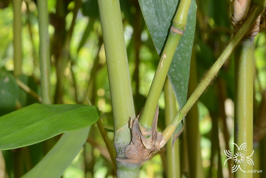 ไผ่เป๊าะ Dendrocalamus giganteus Munro