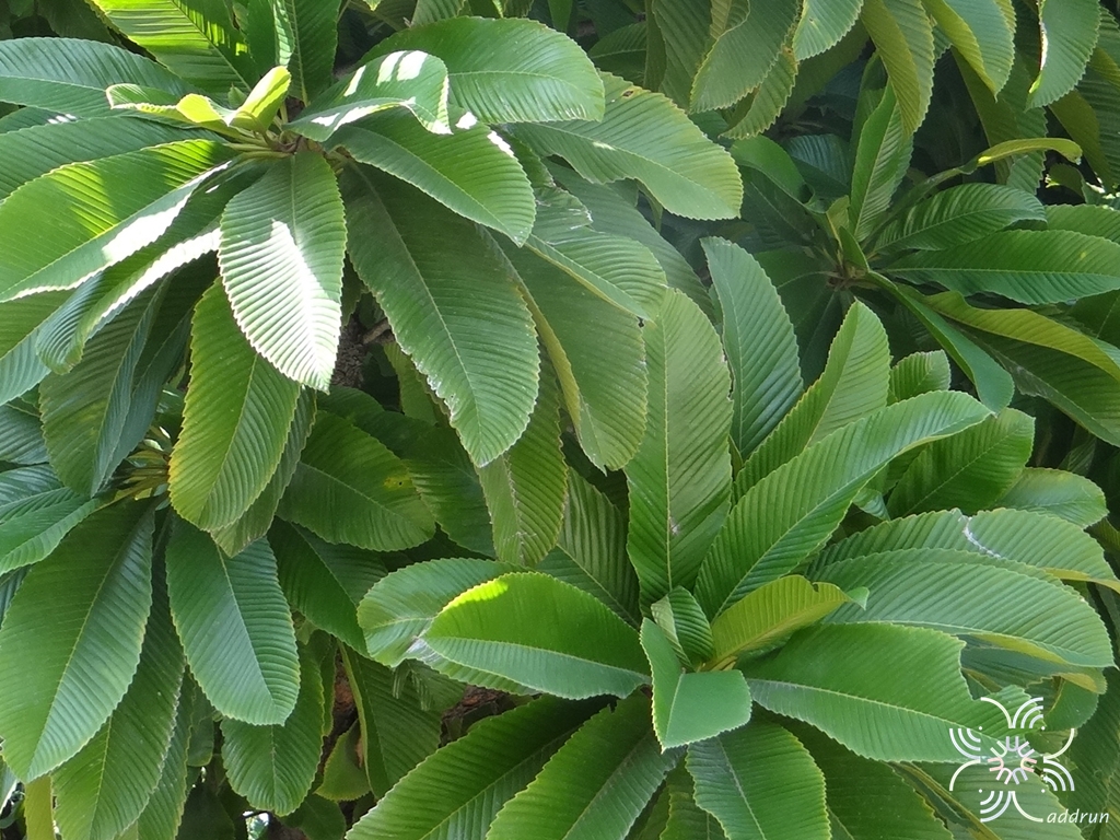 มะตาด Dillenia indica L.