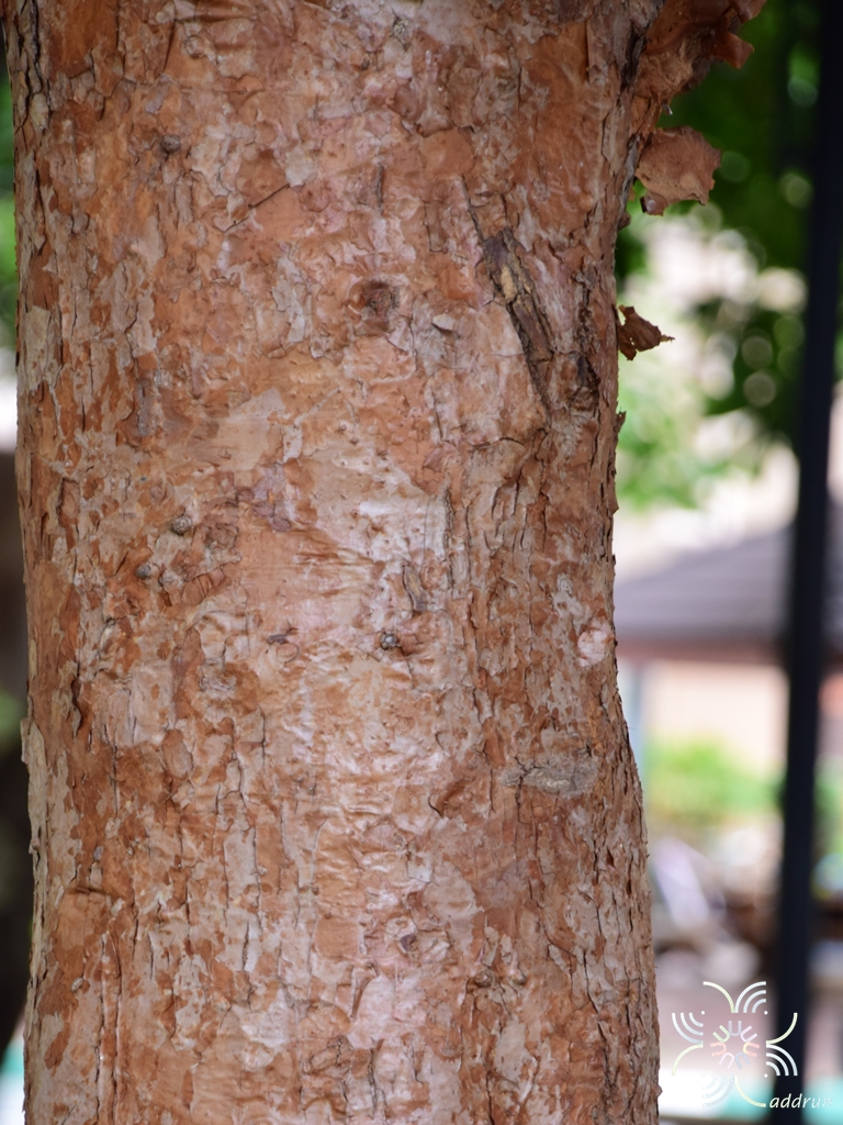 มะตาด Dillenia indica L.