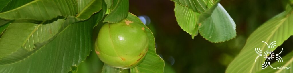 มะตาด Dillenia indica L.