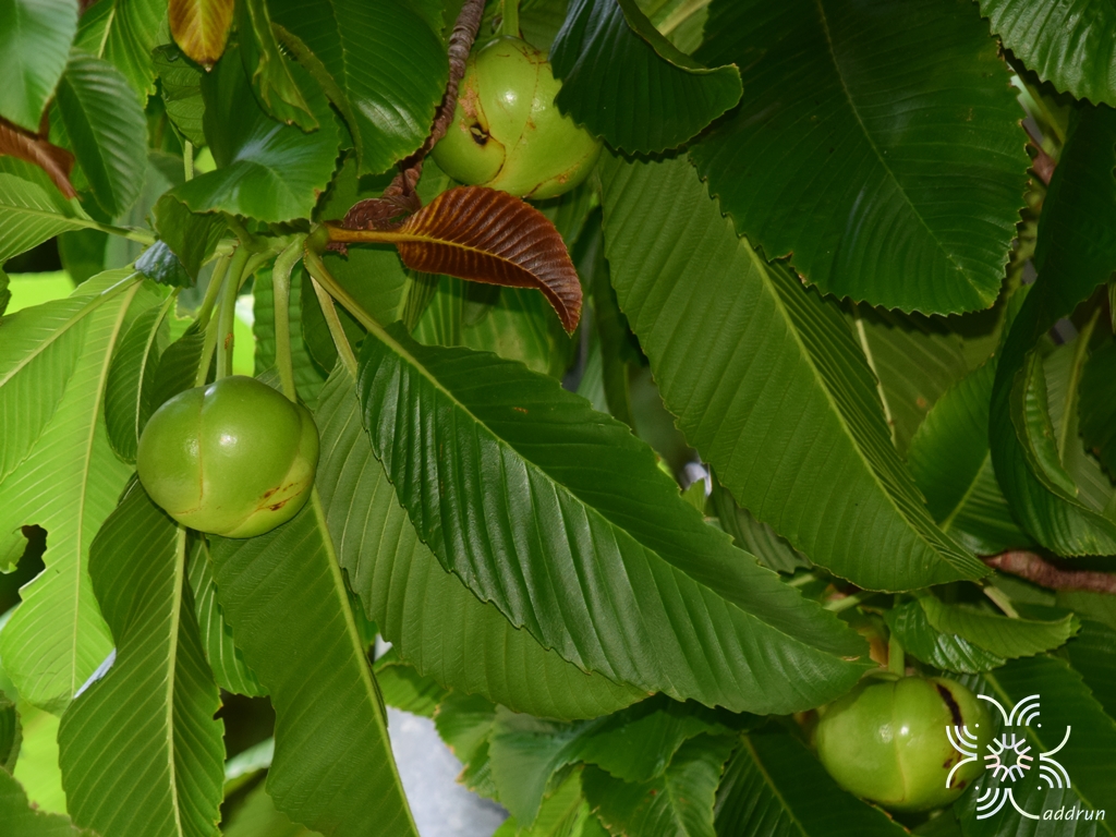 มะตาด Dillenia indica L.