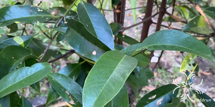 ชะมวง Garcinia cowa Roxb. ex Choisy