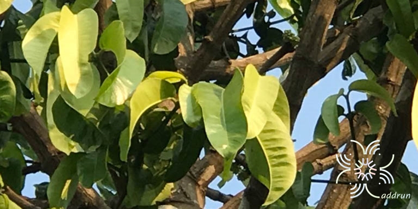 มะพูด Garcinia dulcis (Roxb.) Kurz