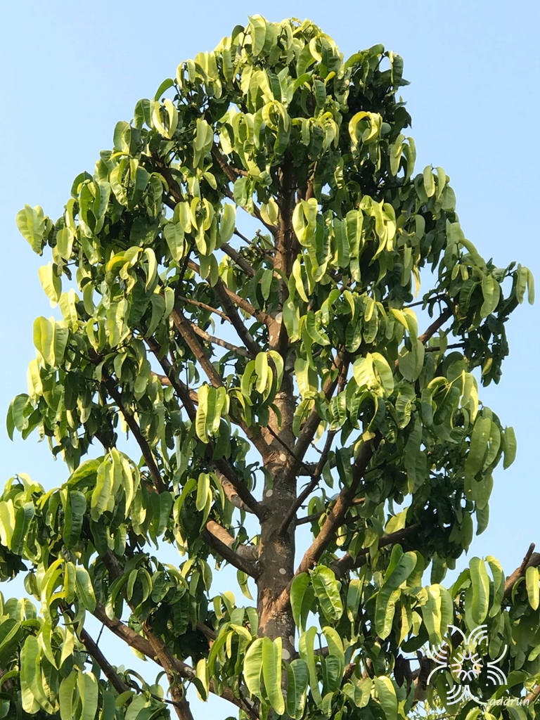 มะพูด Garcinia dulcis (Roxb.) Kurz