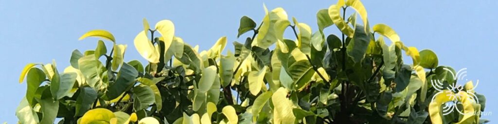 มะพูด Garcinia dulcis (Roxb.) Kurz